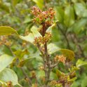 Rhamnus californica fleur P2B